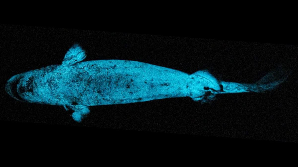 Sharks With Headlights: Glowing Sharks Use Their Own Shine to Hunt Prey, New Evidence Suggests