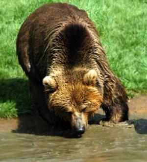 Dakota Green