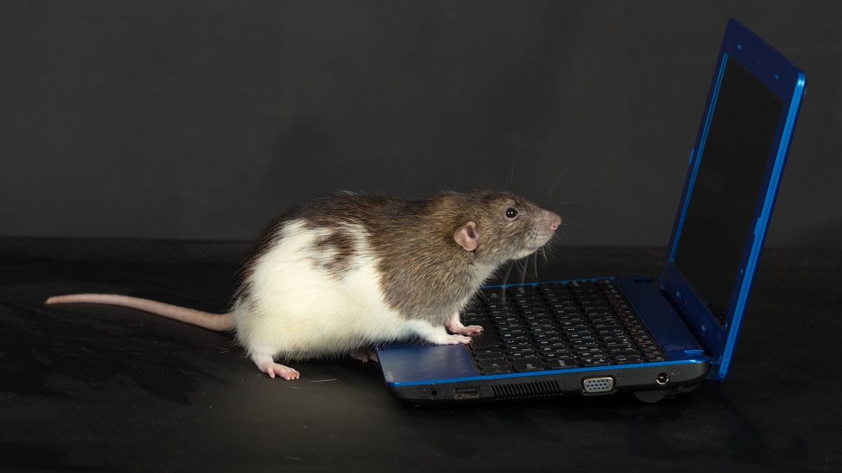 Scientists 'Re-Watch' Videos Seen by Mice by Studying Their Brains